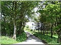 Welsh lane in the sunshine