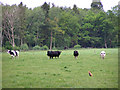 Cattle and fox between Horse Common and Lyburn Farm