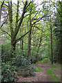 Bridleway west of the Pimlico Firs, Hamptworth Estate