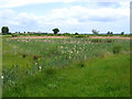 Broad Lane Amenity Area, Cottenham, Cambs