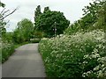 Where the cow parsley skirts the hawthorn hedge