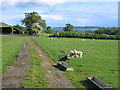 Footpath from Hidcote Boyce near Longlands Cottage