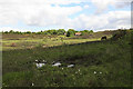 Foulford bottom looking towards Picket Post, New Forest