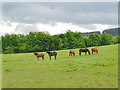 An equine line-up