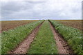 Lammaston Farm Fields