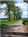 Tree-lined road from Ardler to Keillor