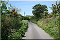 Colourful Hedgerows