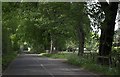 Avenue of trees, Rosedale Abbey