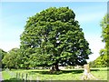 Tree at Ardgowan House