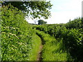 Strawberry Lane, Cobden