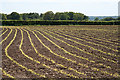 Clayhidon: near Black Lane