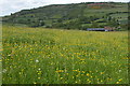 Field of Buttercups, The Bage