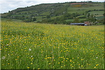 SO2943 : Field of Buttercups, The Bage by Philip Halling