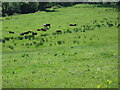 Cattle at pasture