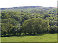 Pink Lake Coppice, Ashley Chase