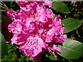 NT5978 : Rhododendron Bush, Smeaton by Lisa Jarvis