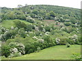 May blossom, Pentre Higgen