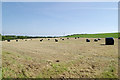 New crop of black bales, Trevashmond