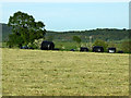 Plastic wrapped hay bales awaiting collection