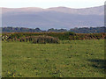 Field beside a country road