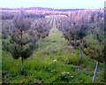 Tree Nursery, Oakmere