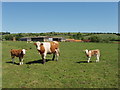 Cow and calves at Oakcroft Farm, near Boarstall