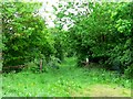 Footpath from Kidds Lane to Intakes Lane