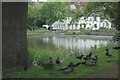 Ducks and Jackdaws feeding together at Midhurst pond.