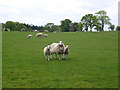 Curious sheep