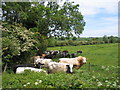 Cattle trying to find some shade