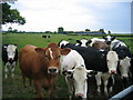 Cattle at Crabtree Farm