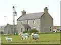 Sheep and farmhouse at Corston