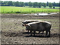 Pigs on Livermere Heath