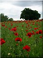 Poppies, Nuthall