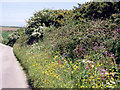 Hedgerow near Pridden