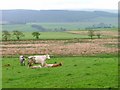 Pasture North of Stockholm