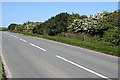 Hedgerow on the Main Road