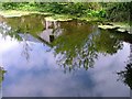 Restored Sawmill Pond