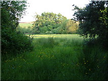 SX7688 : Field near Wooston by Derek Harper