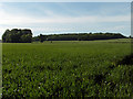 Farmland, Clifton Hampden