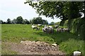 Sheep in the Shade