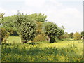 Pollarded willows, Peggs Farm, Haseley