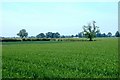 Footpath (!) across wheat field, Newhall