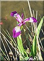 Purple Iris