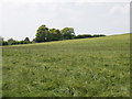 Field of barley, Stoke Talmage