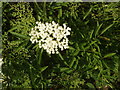 Elder just in flower, Stoke Talmage