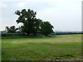 Trees in a field