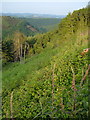 Teign valley from Cod Wood