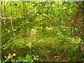 Dappled shade in Filmer Wood