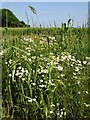 Roadside daisies